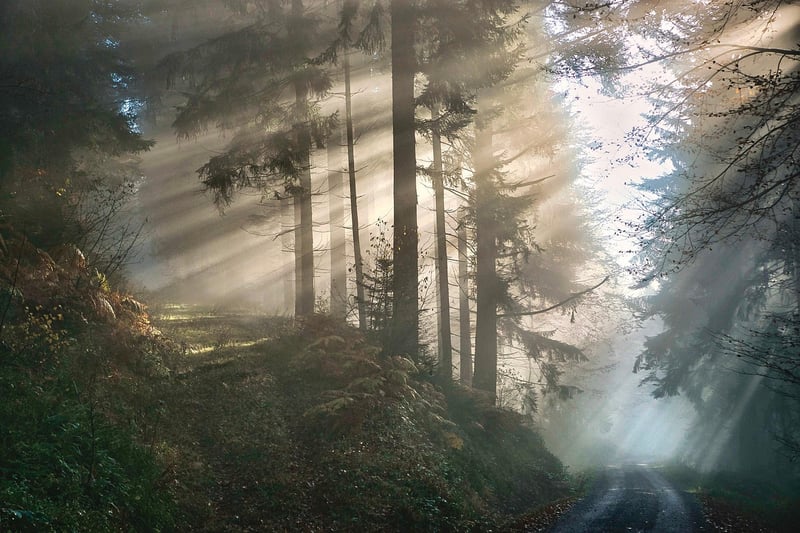 Enigmatic Forest